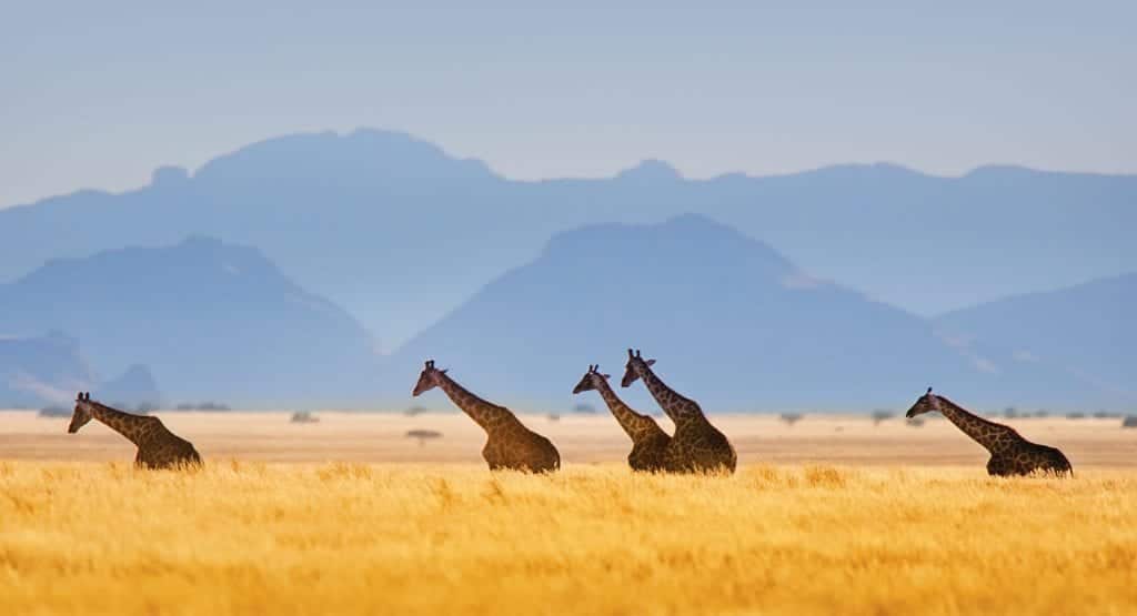 Award Winning Luxury African Safaris Micato Safaris