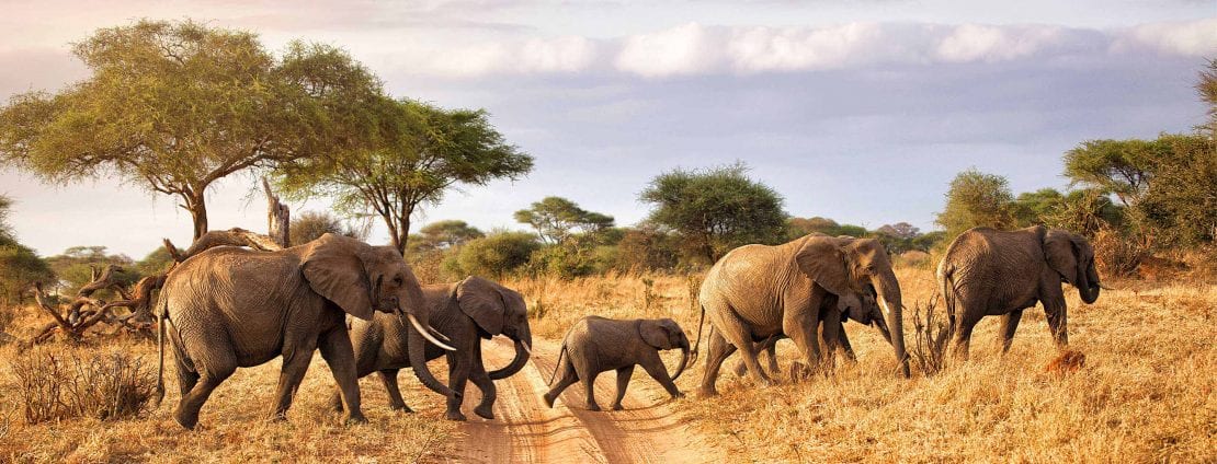 Luxury 17-Day Safari: From Kenya to South Africa | Micato Safaris