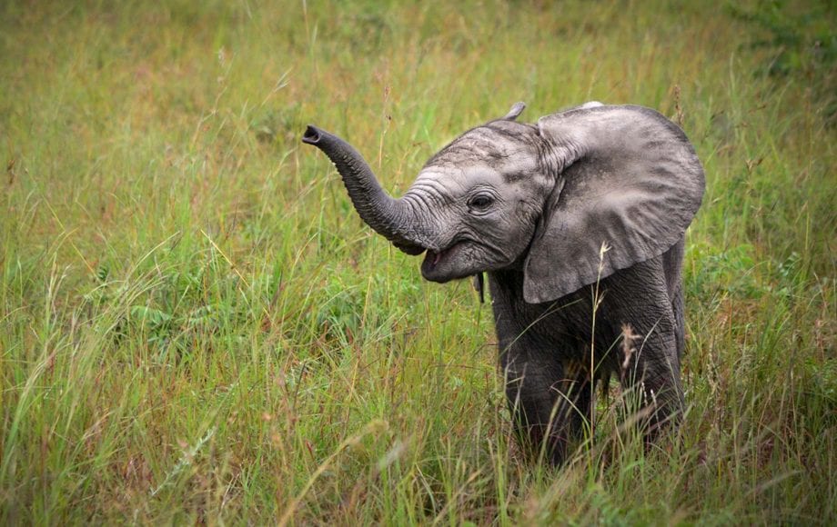 Meet an Elephant - Africa Experience - Micato Luxury Safaris