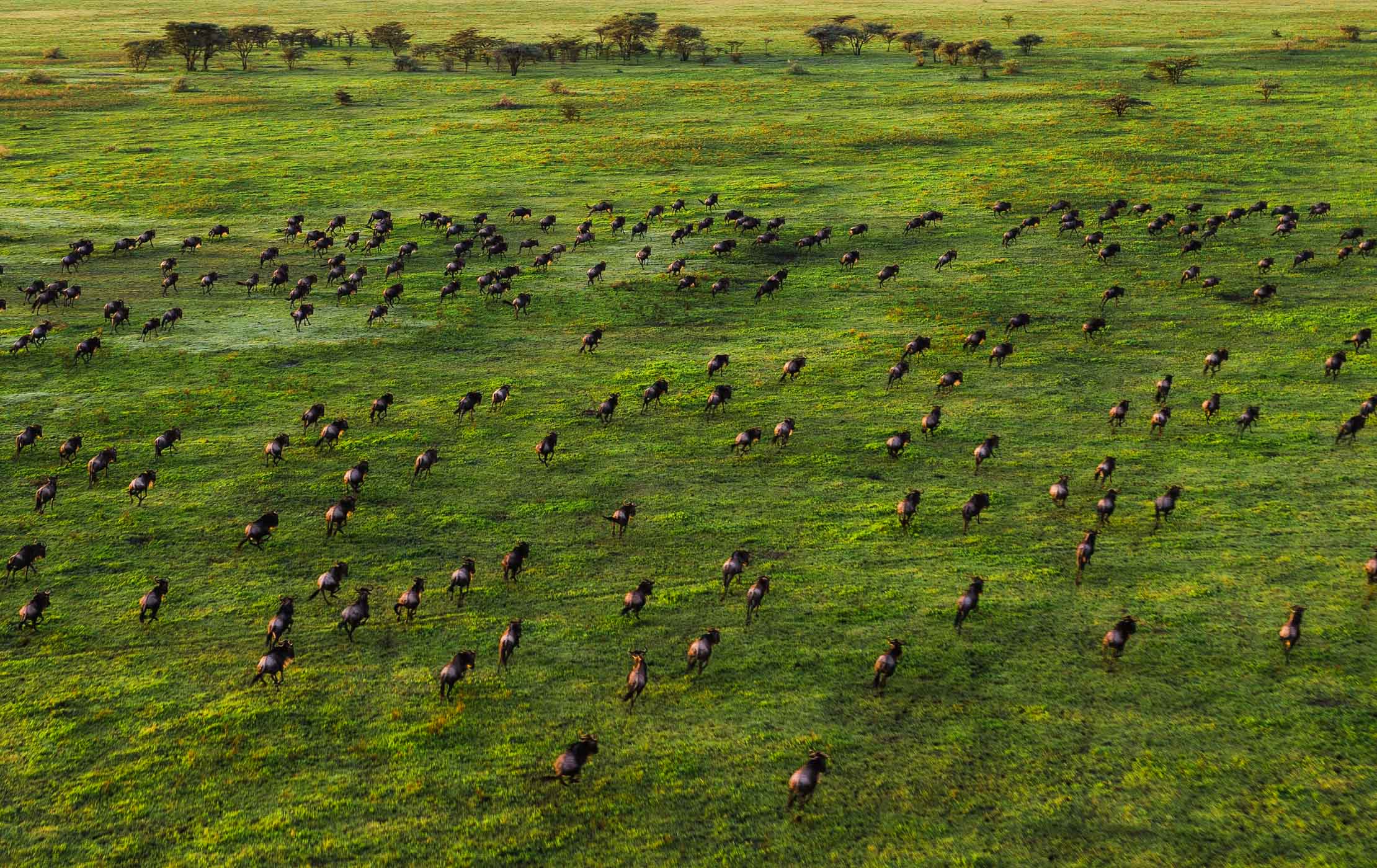 Serengeti & Migration Magic » Wildlife Safari