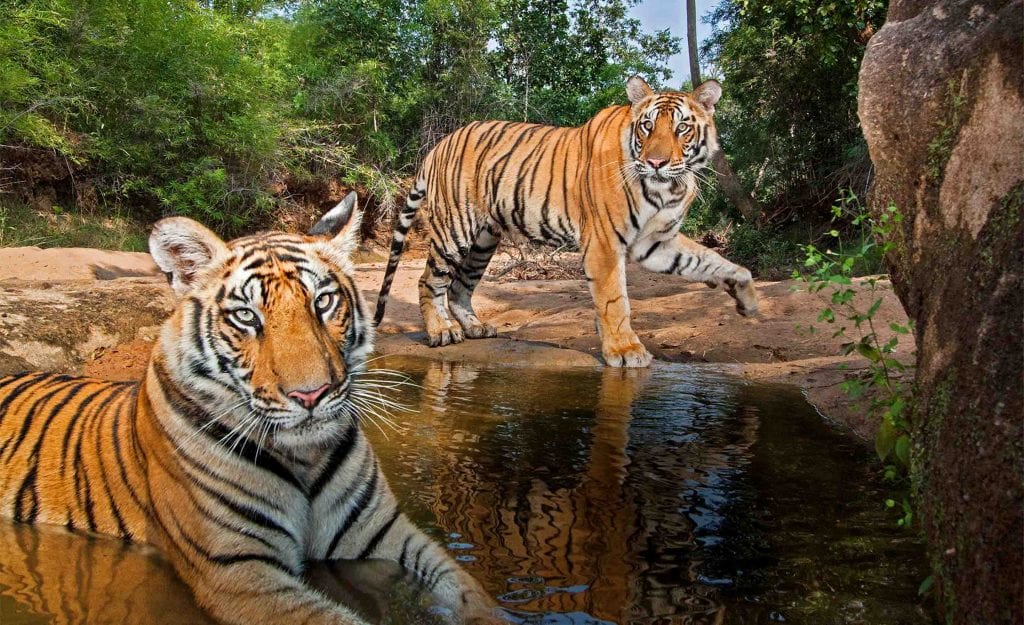 Royal Bengal Tigers - India Experiences - Micato Safaris