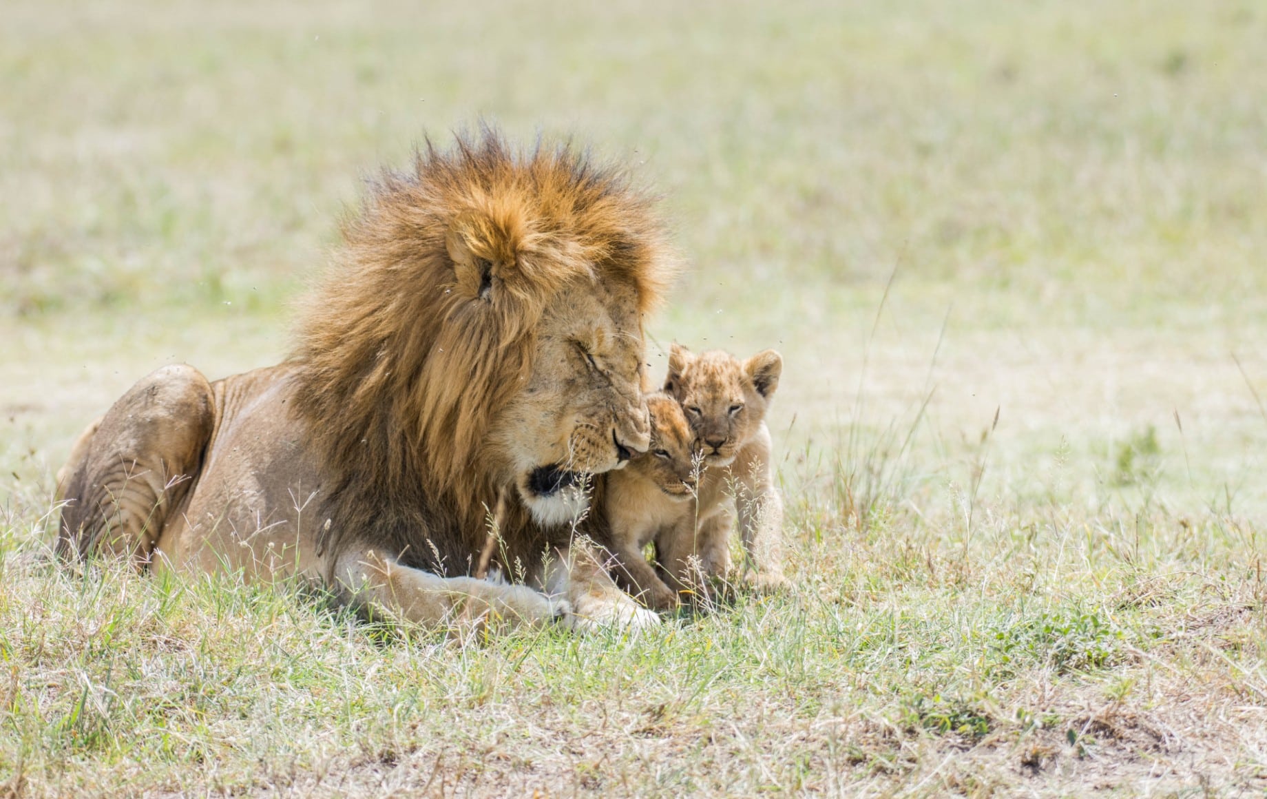 A lion and its cub