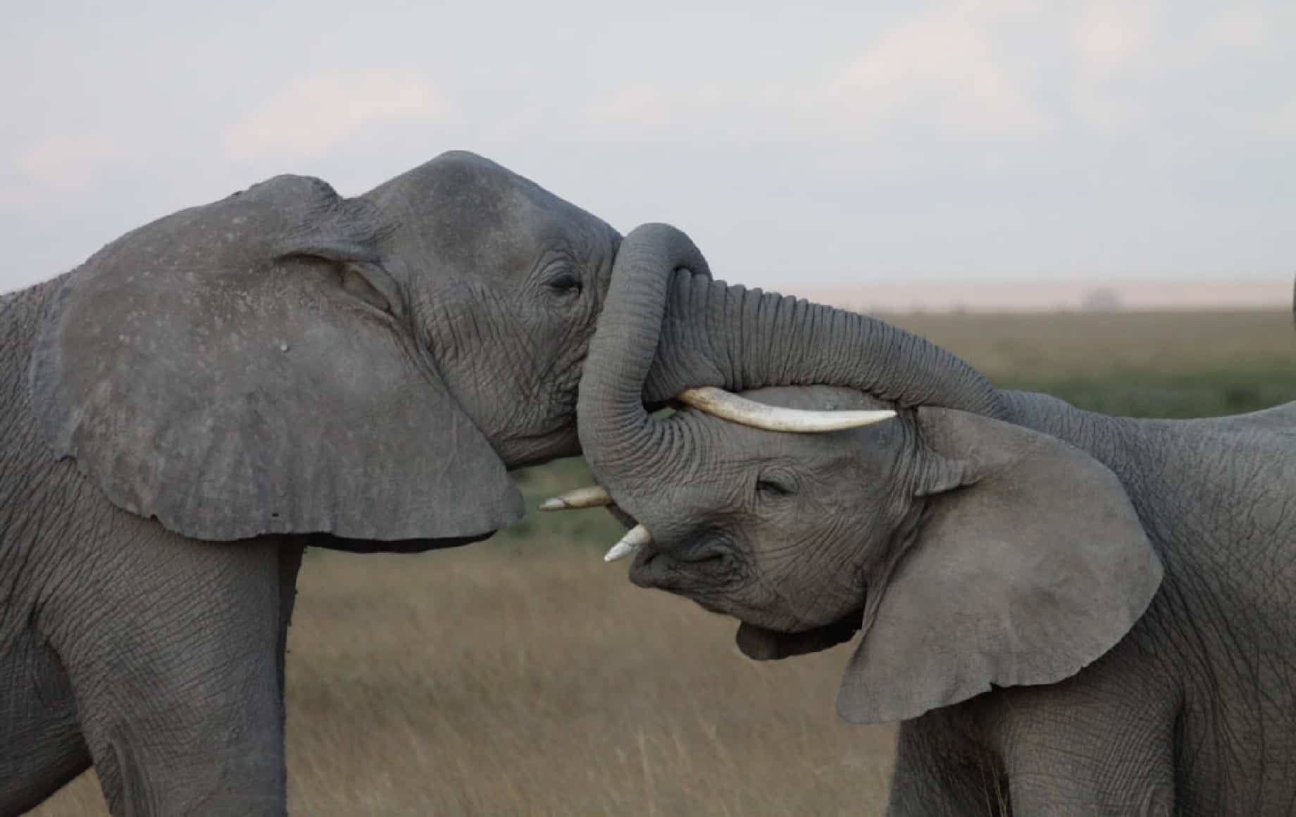 Elephants linking trunks