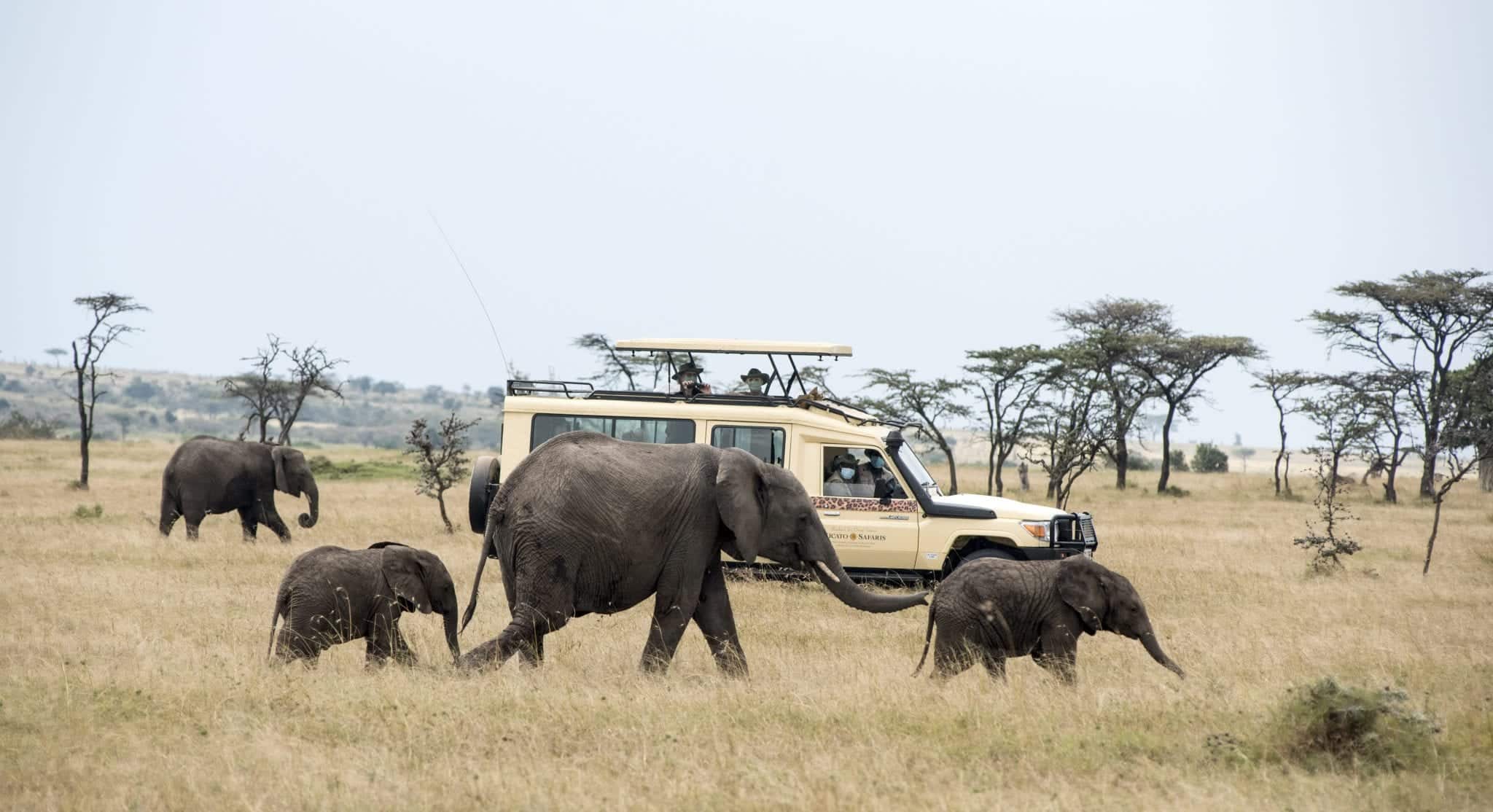 Top 5 Reasons To Go On Safari Now - Micato Safaris