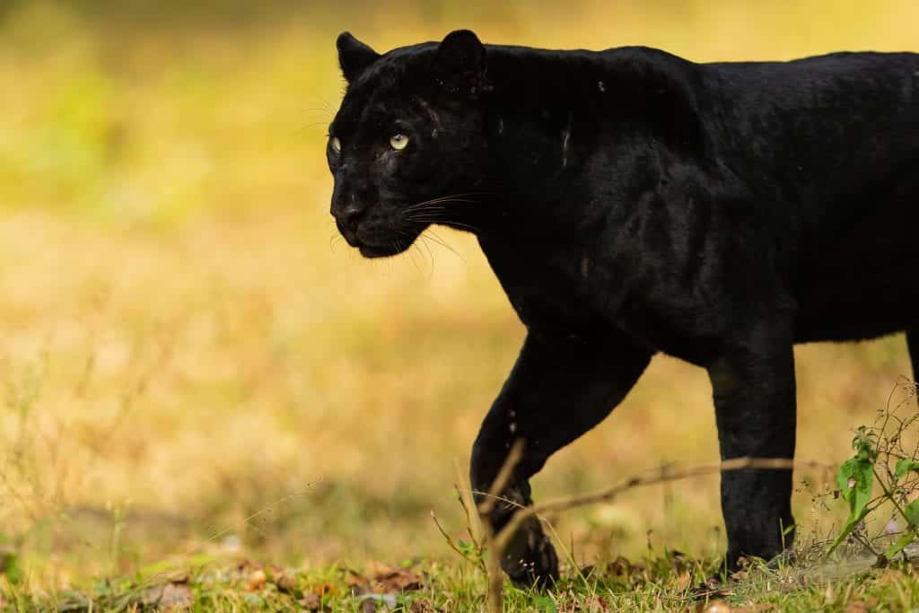 SAYA, The Elusive Black Panther of Kabini - Micato Safaris
