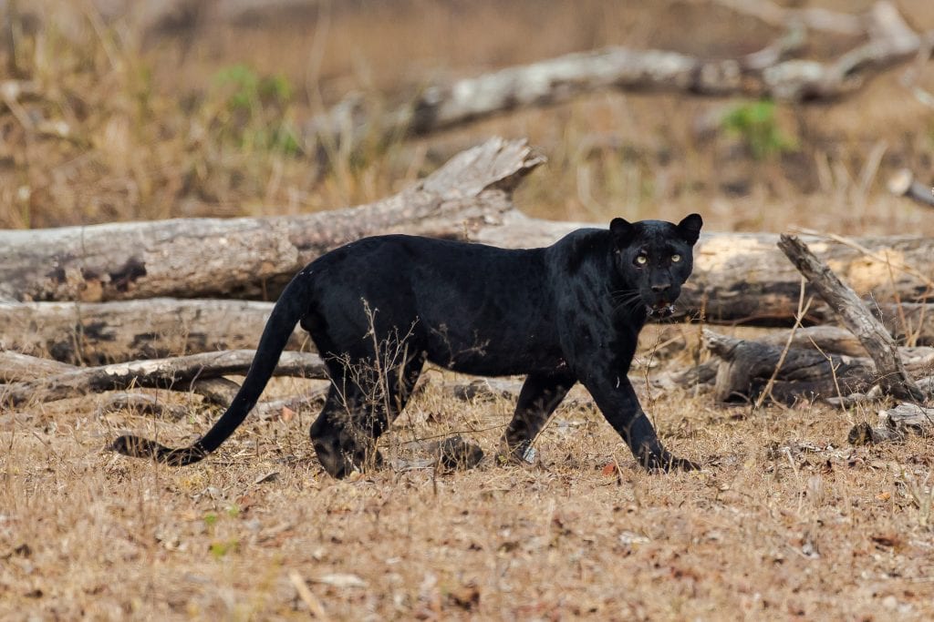 Are There Really Black Panthers? - The National Wildlife