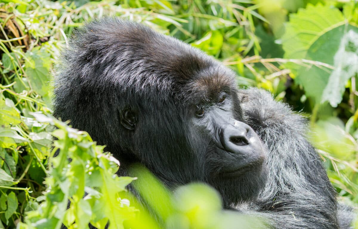 black gorilla in rwanda by micato safaris